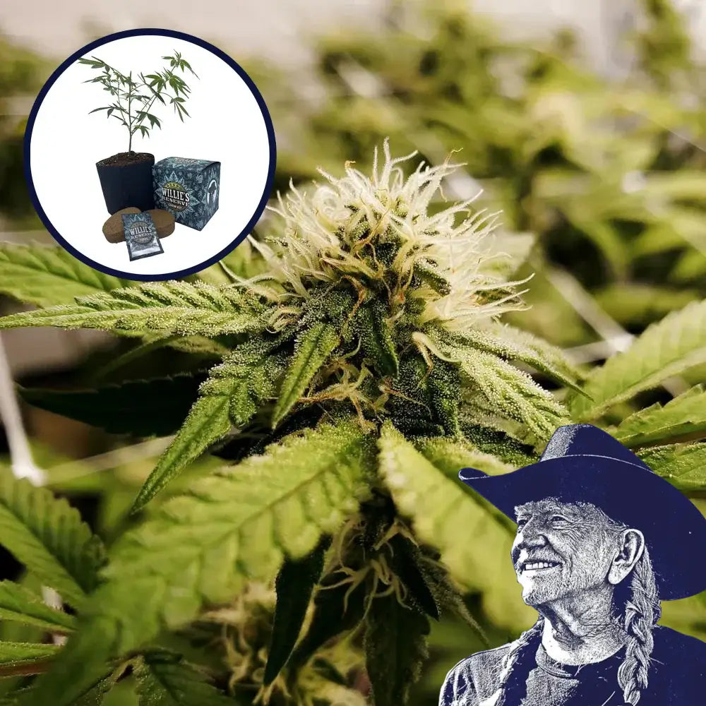 Pineapple Express x Super Lemon Haze Platinum Line High Yield Grow Kit