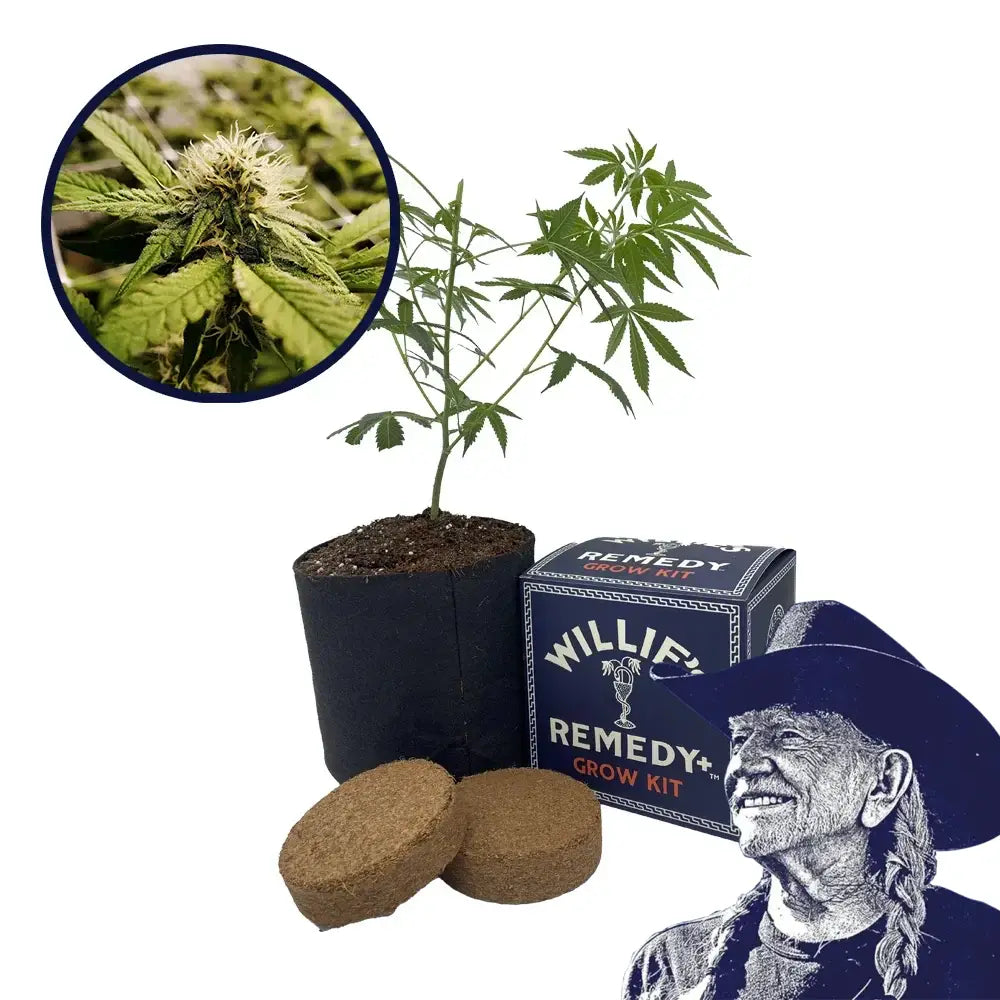 Pineapple Express x Super Lemon Haze Platinum Line Strain Grow Kit