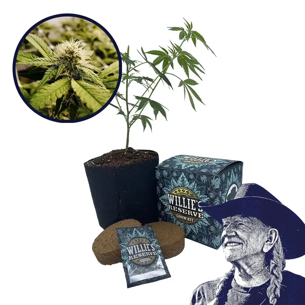 Pineapple Express x Super Lemon Haze Platinum Line Strain High Yield Grow Kit