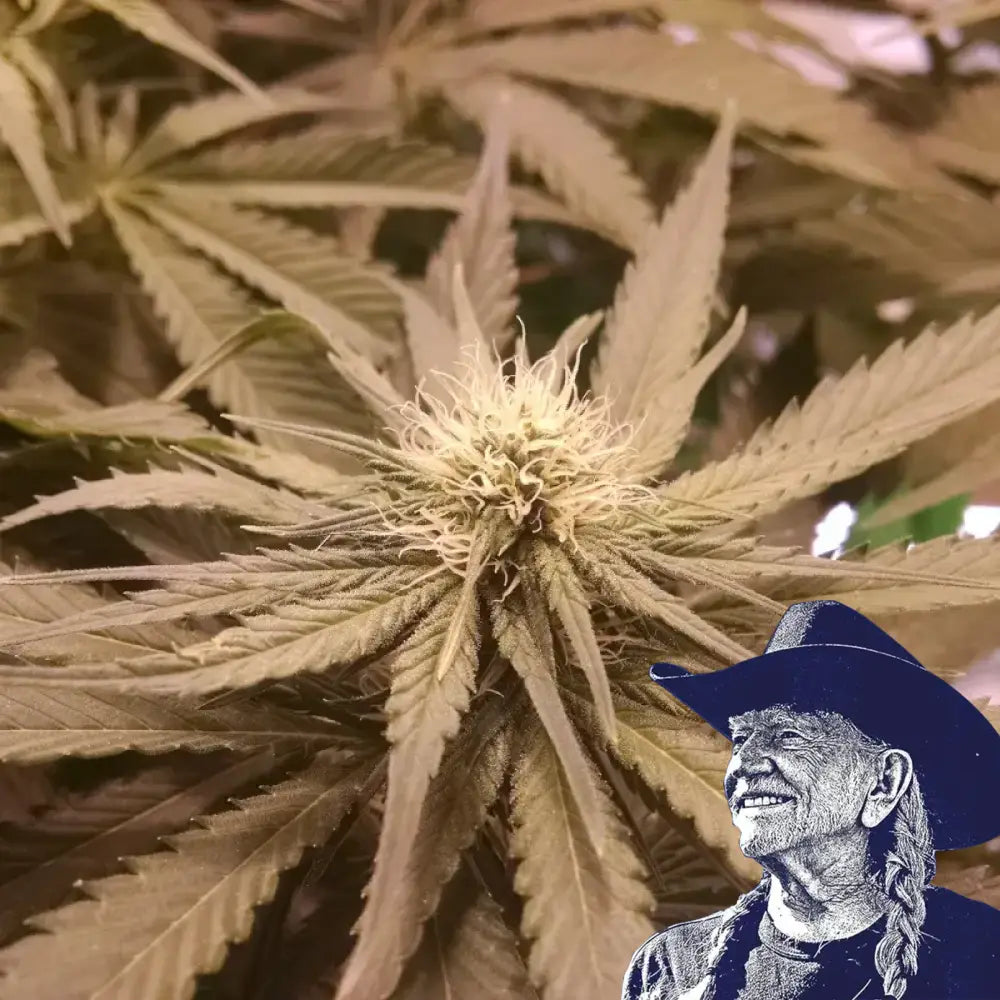 Pineapple Kush Auto