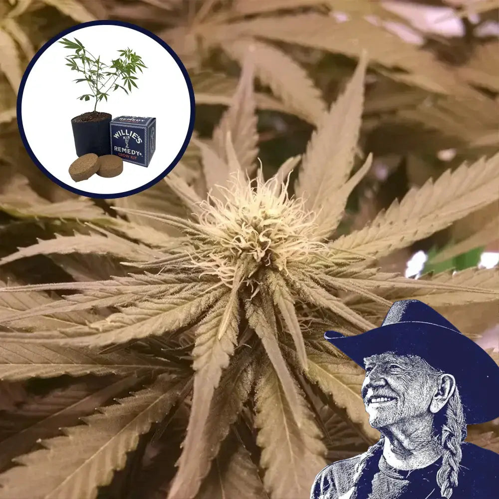 Pineapple Kush Grow Kit