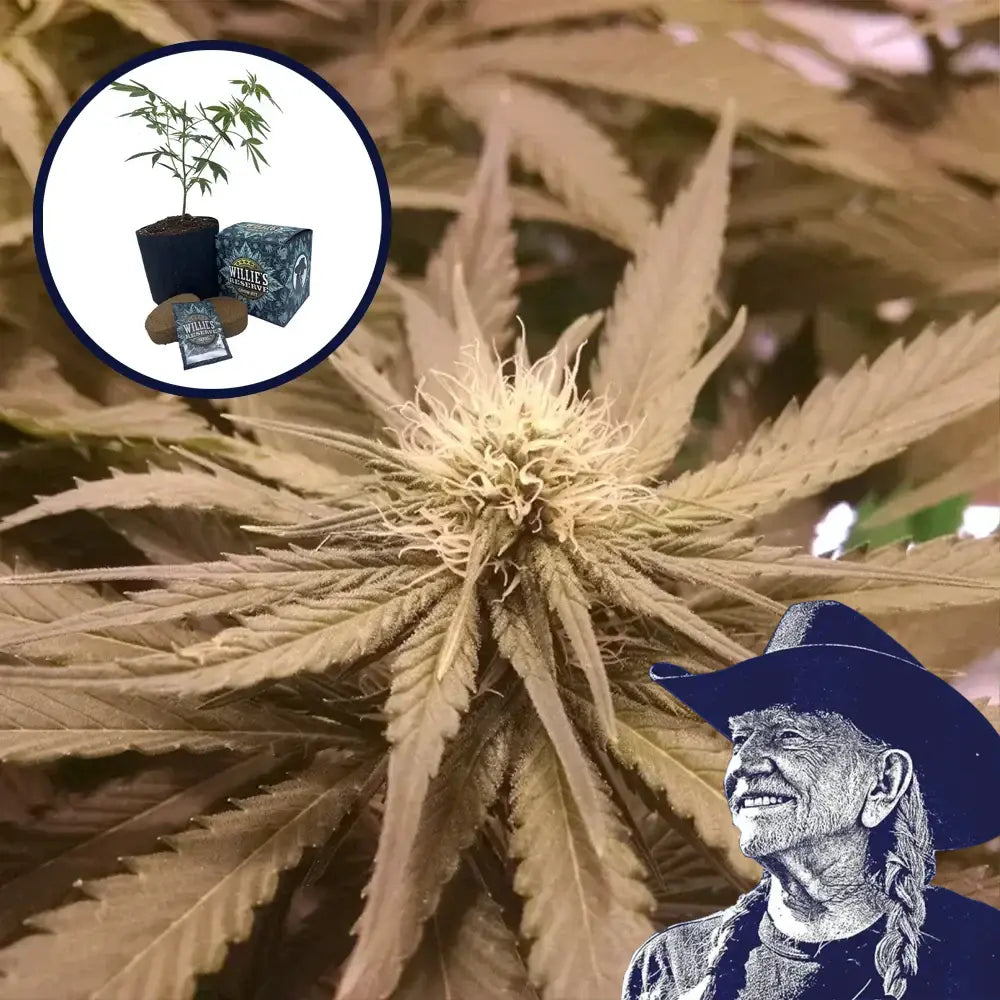 Pineapple Kush High Yield Grow Kit