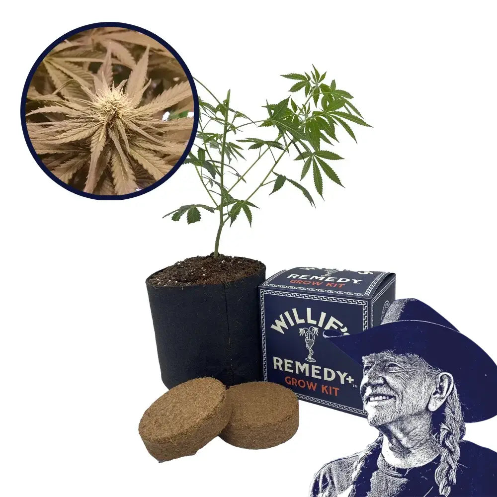 Pineapple Kush Strain Grow Kit