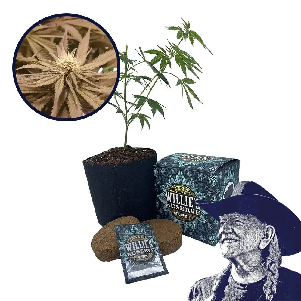 Pineapple Kush Strain High Yield Grow Kit