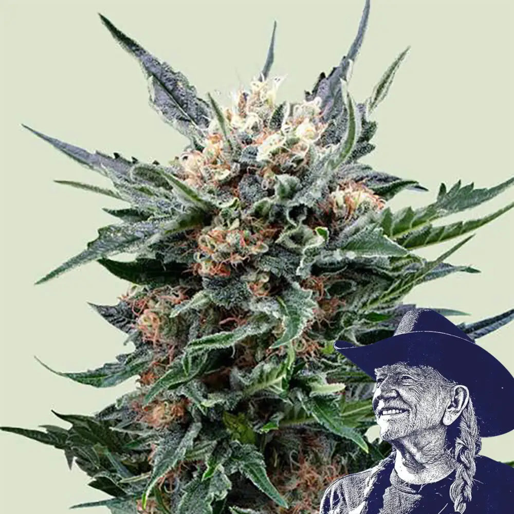 Pink Gorilla Auto