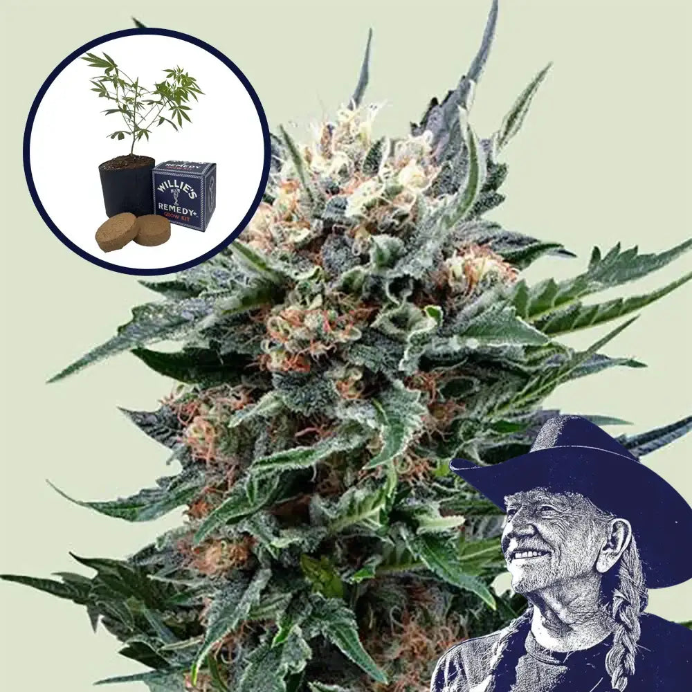 Pink Gorilla Grow Kit