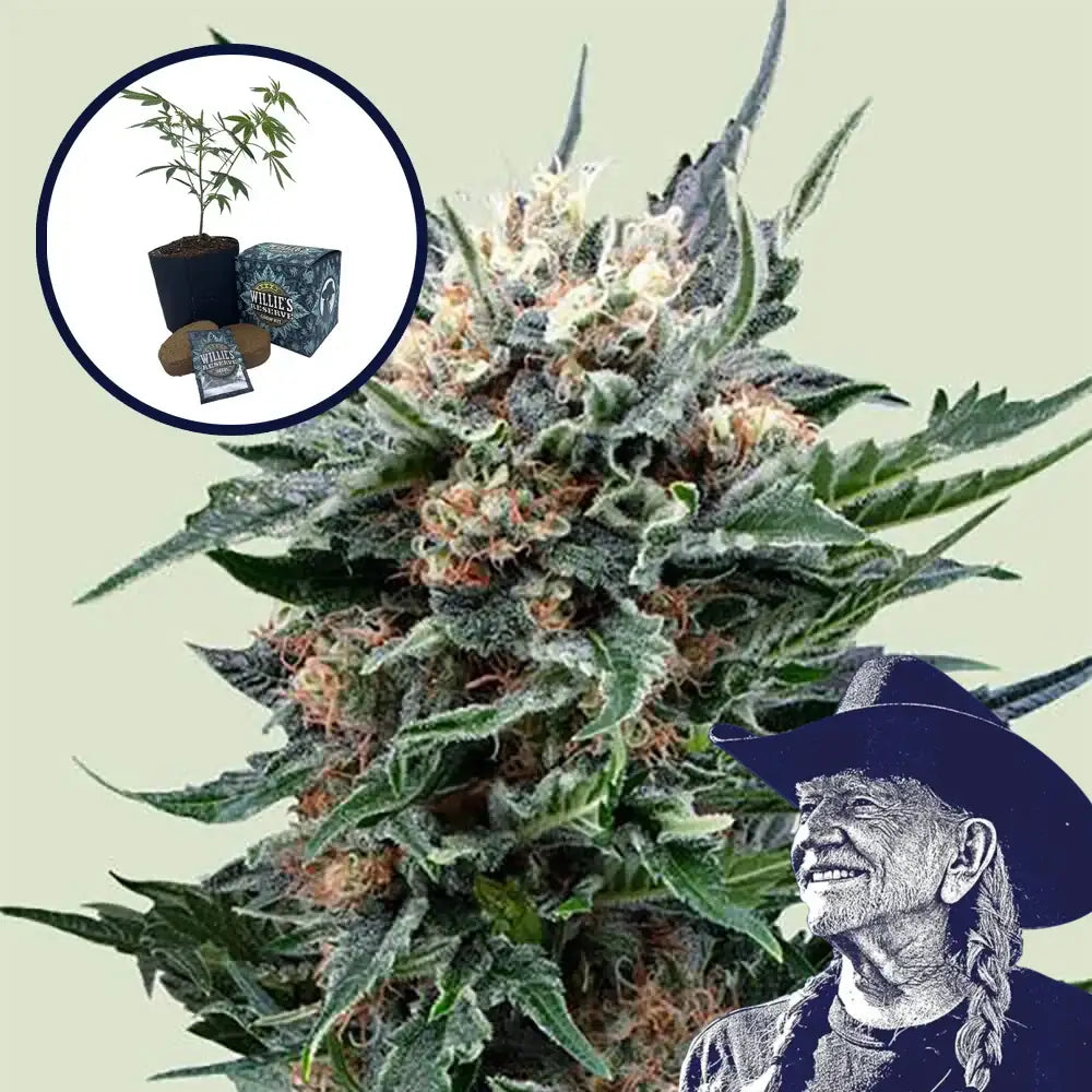 Pink Gorilla High Yield Grow Kit