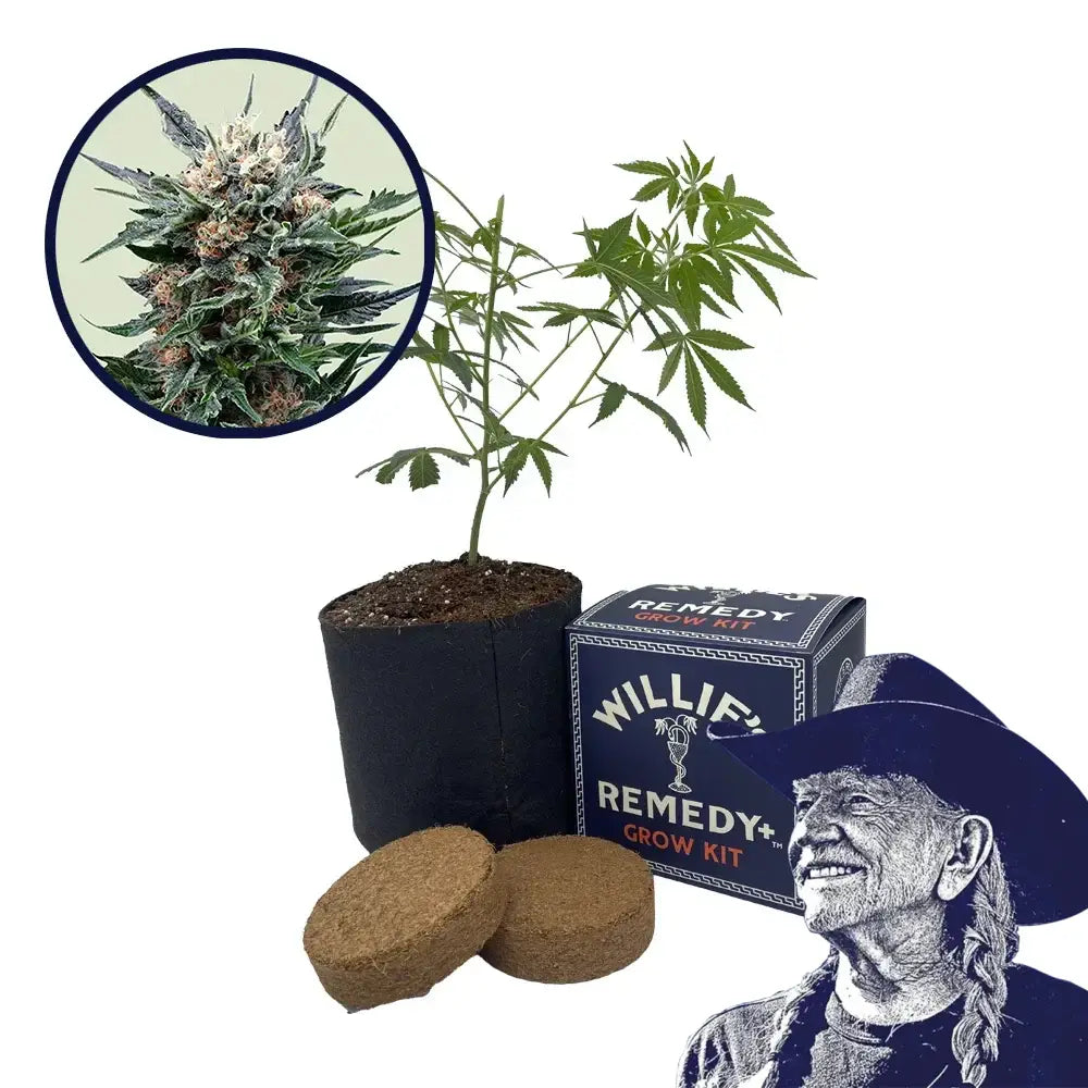 Pink Gorilla Strain Grow Kit
