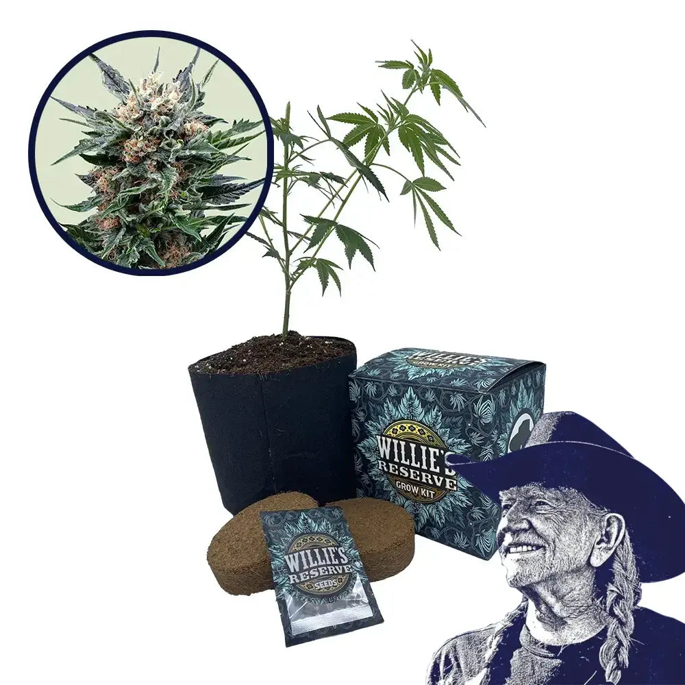 Pink Gorilla Strain High Yield Grow Kit