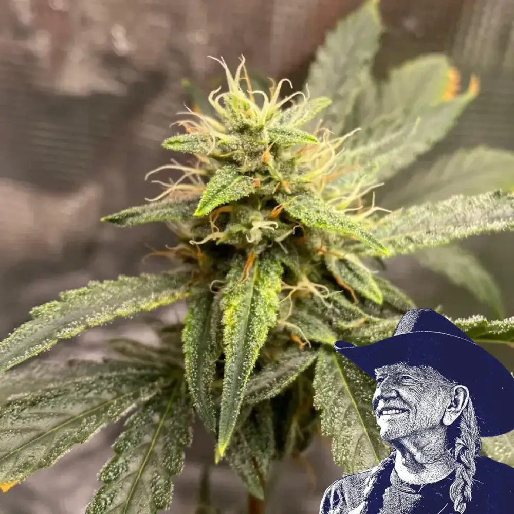 Pink Kush Auto