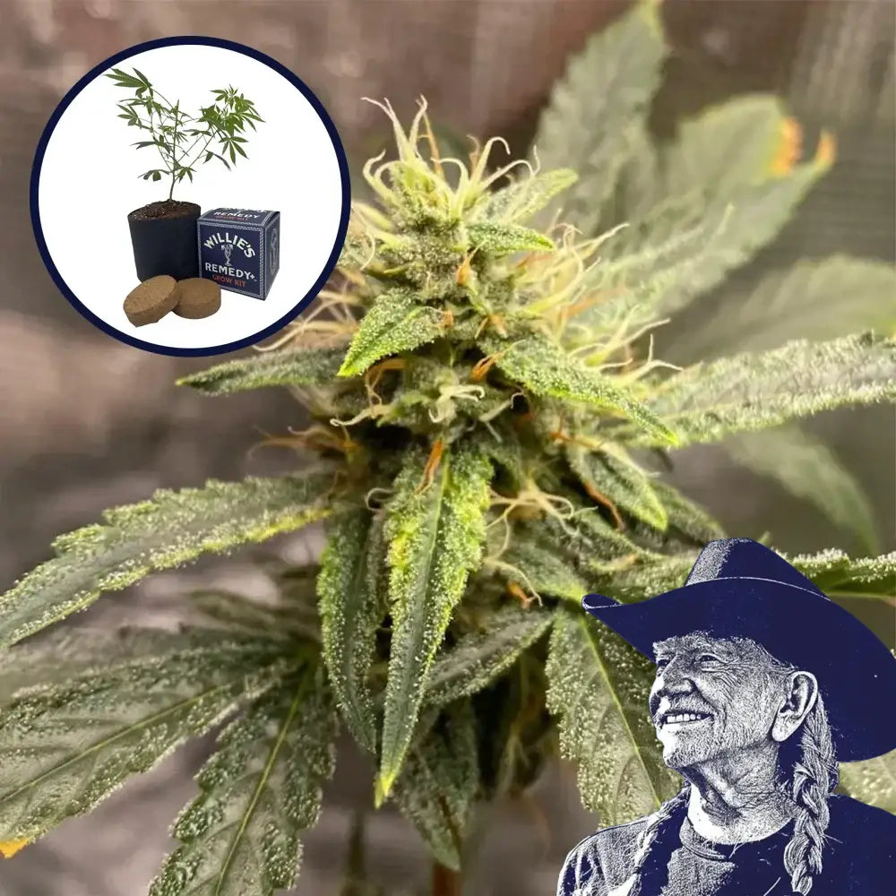 Pink Kush Grow Kit