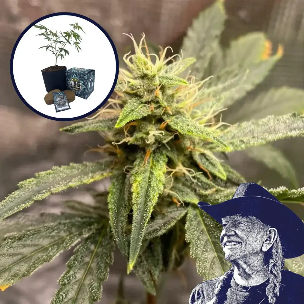 Pink Kush High Yield Grow Kit