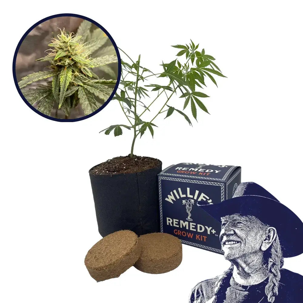 Pink Kush Strain Grow Kit