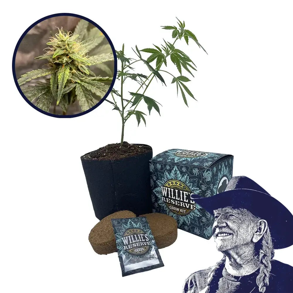 Pink Kush Strain High Yield Grow Kit