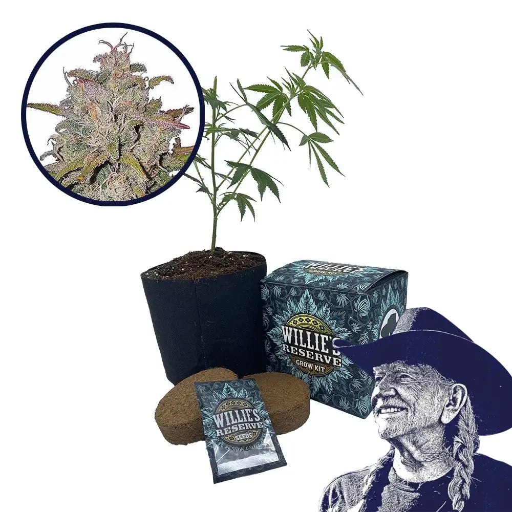 Pink Runtz Strain High Yield Grow Kit