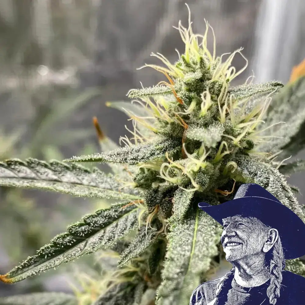 Platinum Cookies Auto