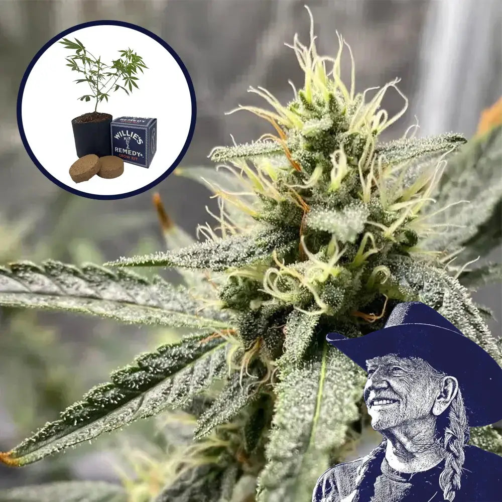 Platinum Cookies Grow Kit
