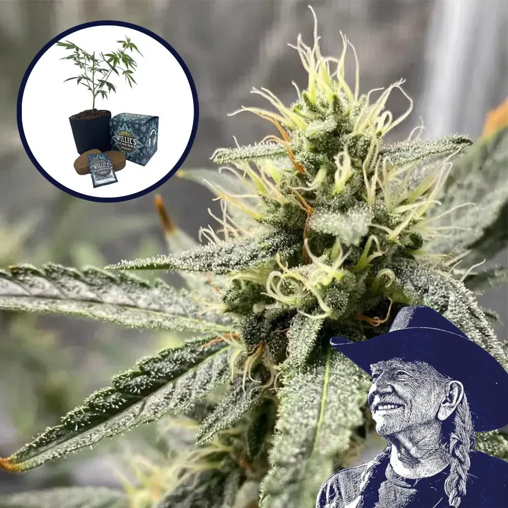 Platinum Cookies High Yield Grow Kit