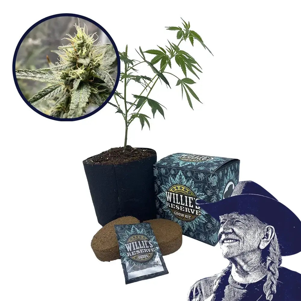 Platinum Cookies Strain High Yield Grow Kit
