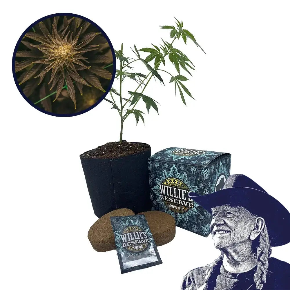 Platinum OG Strain High Yield Grow Kit
