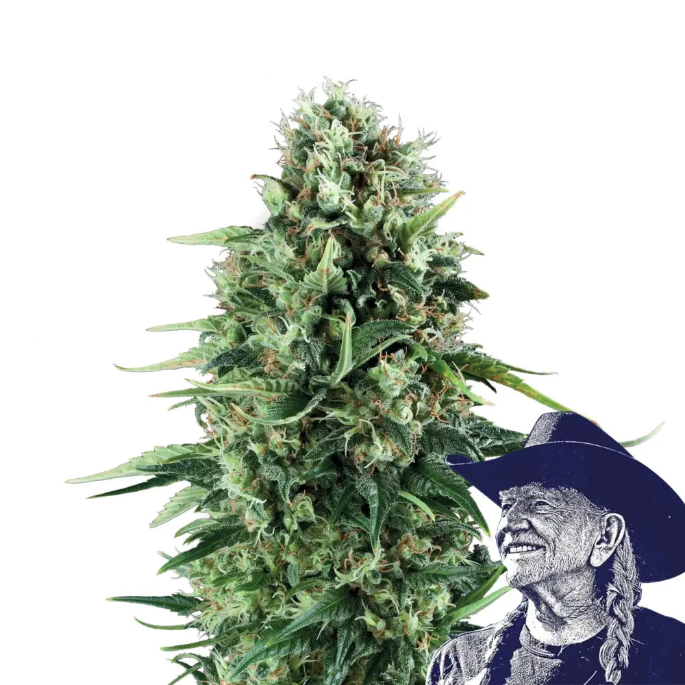 Power Plant Auto