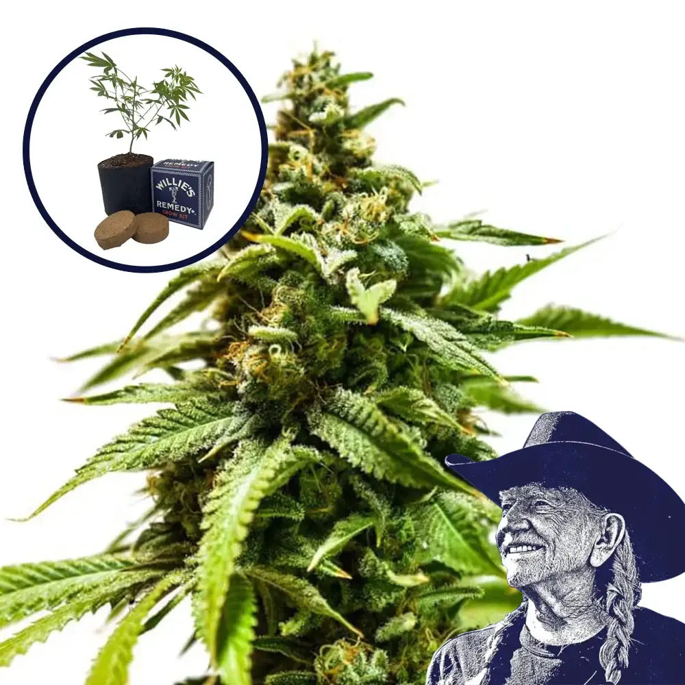 Power Punch Grow Kit