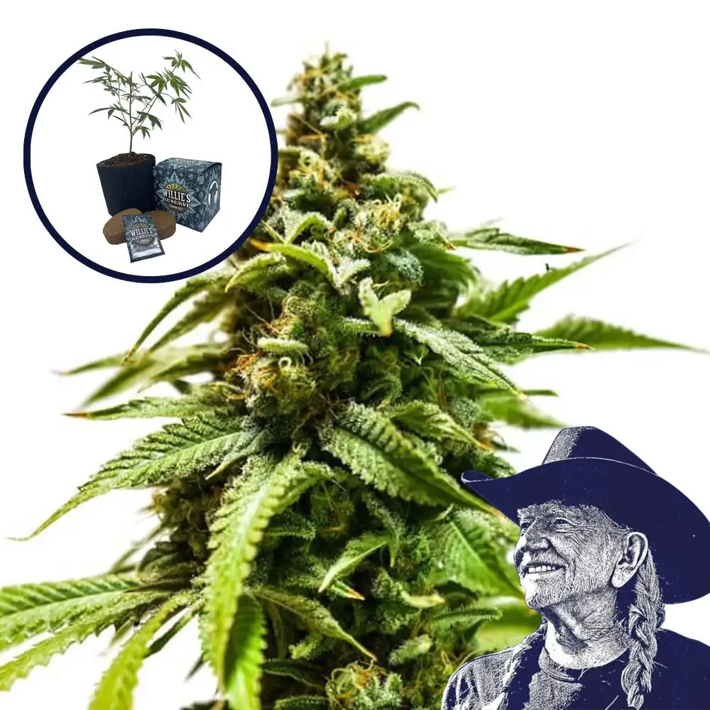 Power Punch High Yield Grow Kit