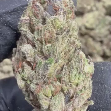 THCa Flower Headliner