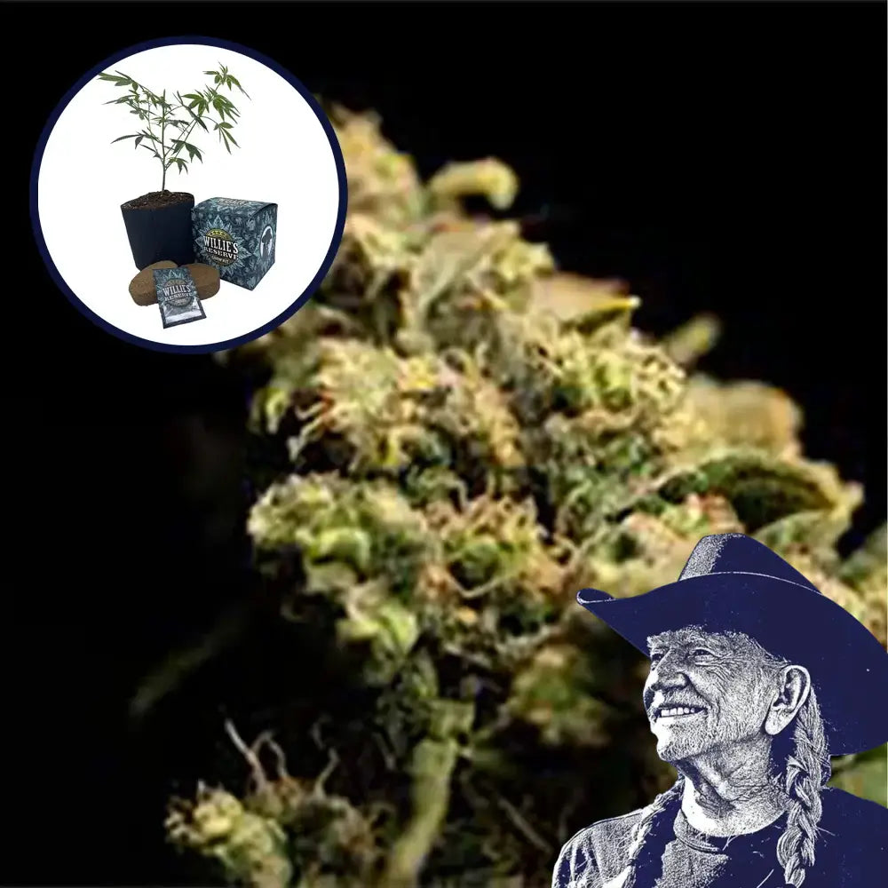 Pura Vida High Yield Grow Kit