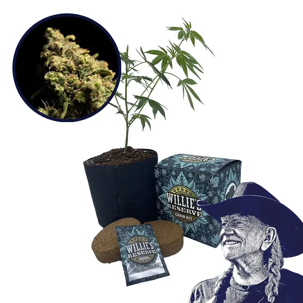 Pura Vida Strain High Yield Grow Kit