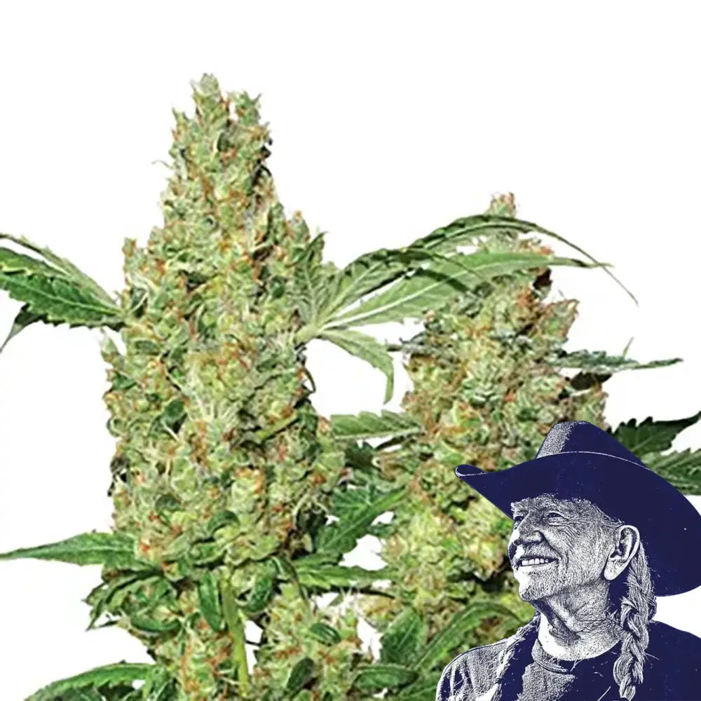 Pure Power OG Auto