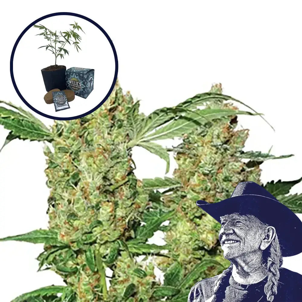 Pure Power OG High Yield Grow Kit