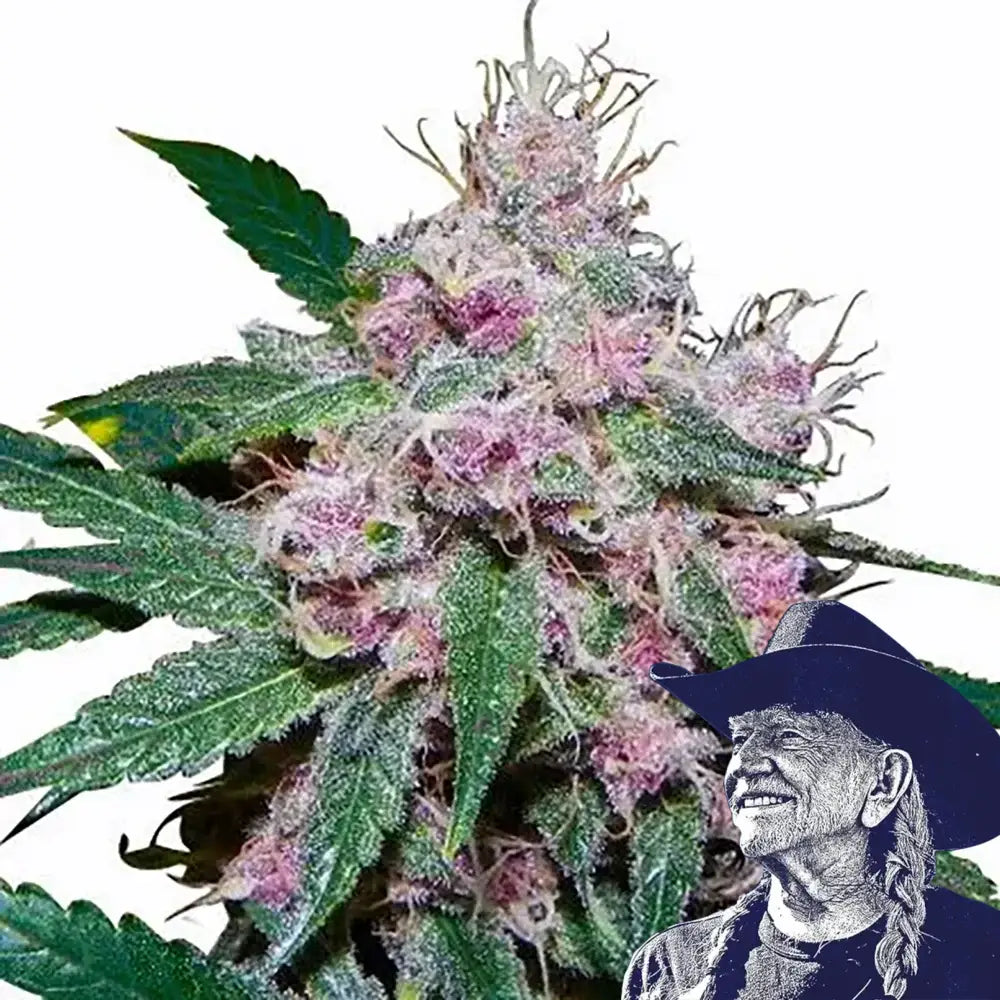 Purple Afghani Auto