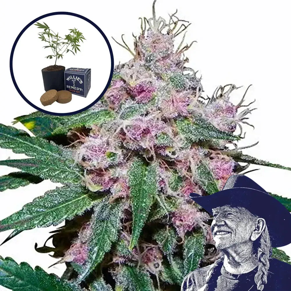 Purple Afghani Grow Kit