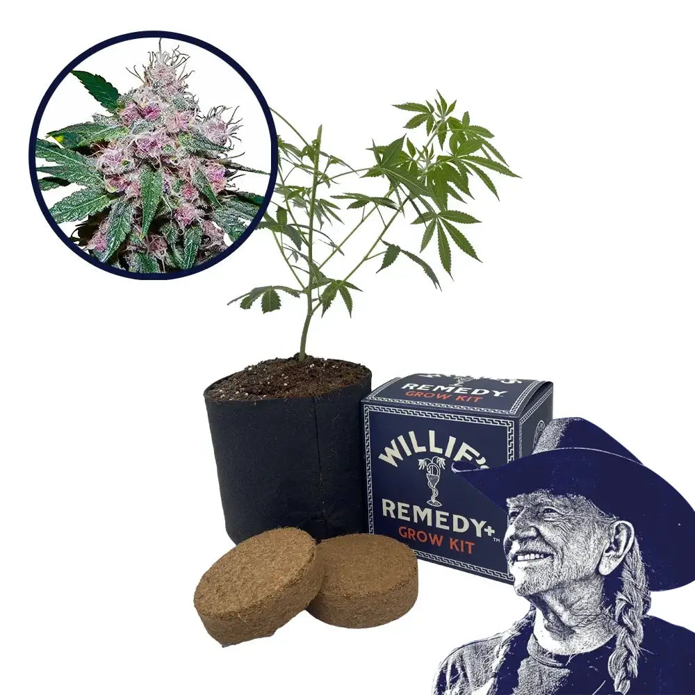 Purple Afghani Strain Grow Kit