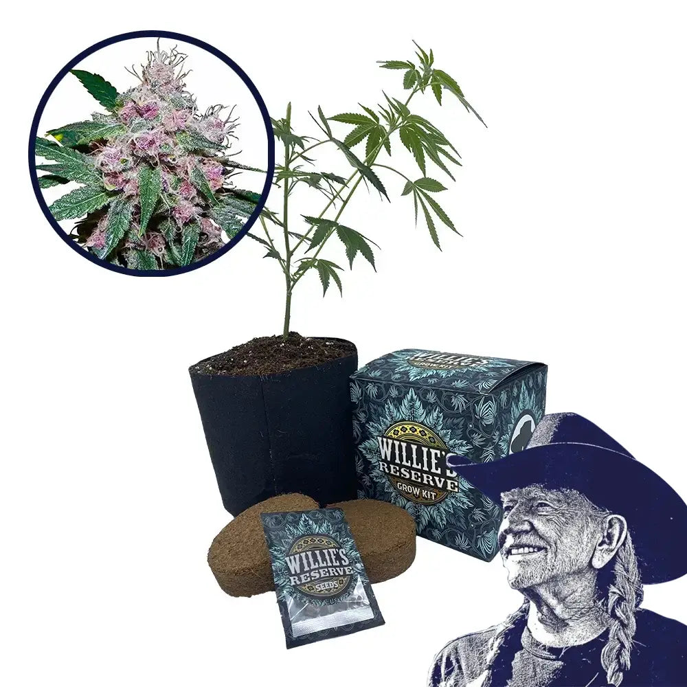 Purple Afghani Strain High Yield Grow Kit