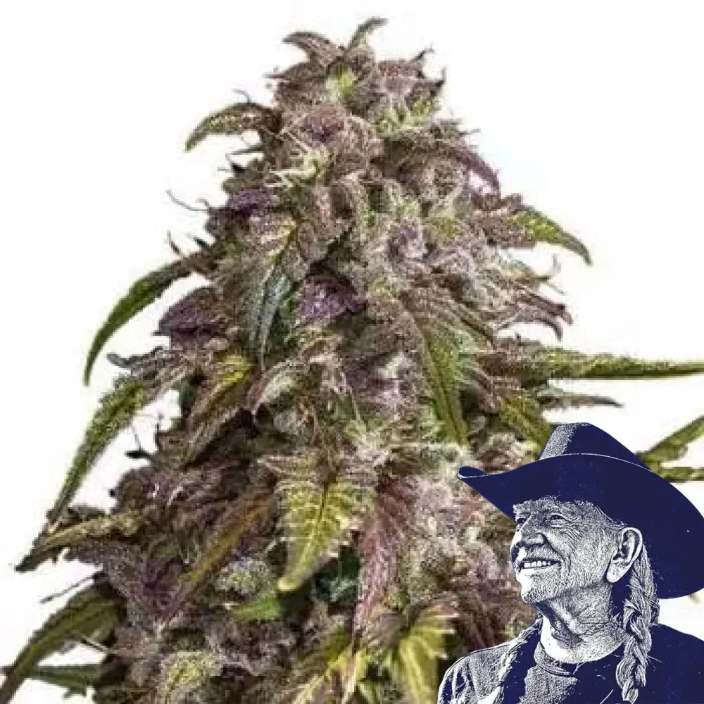 Purple Haze
