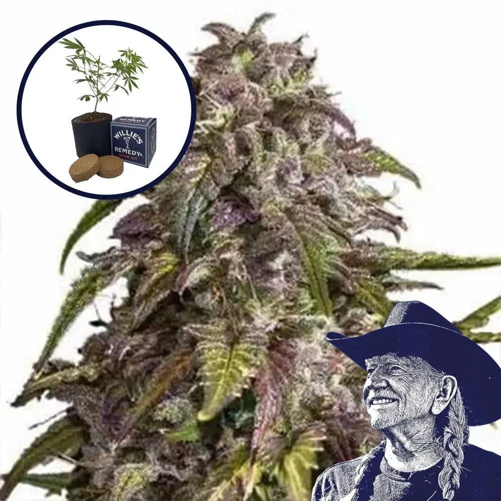 Purple Haze Grow Kit