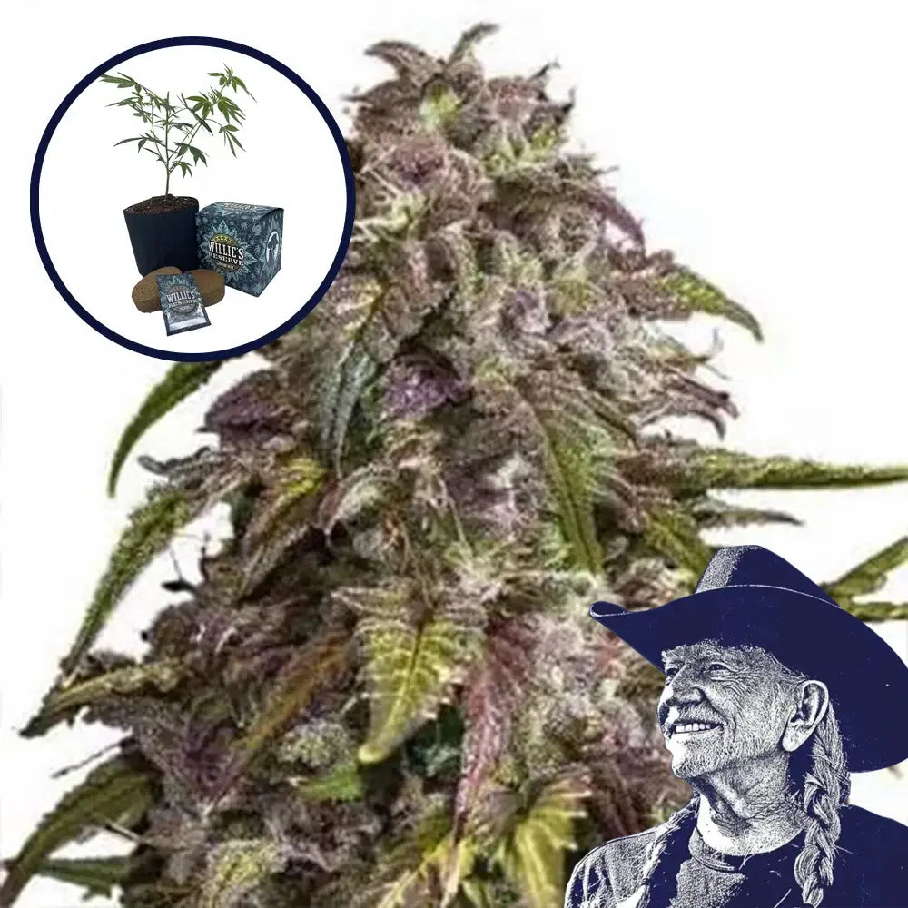 Purple Haze High Yield Grow Kit