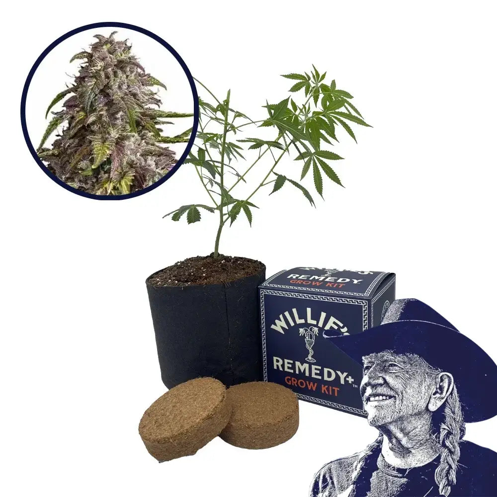 Purple Haze Strain Grow Kit