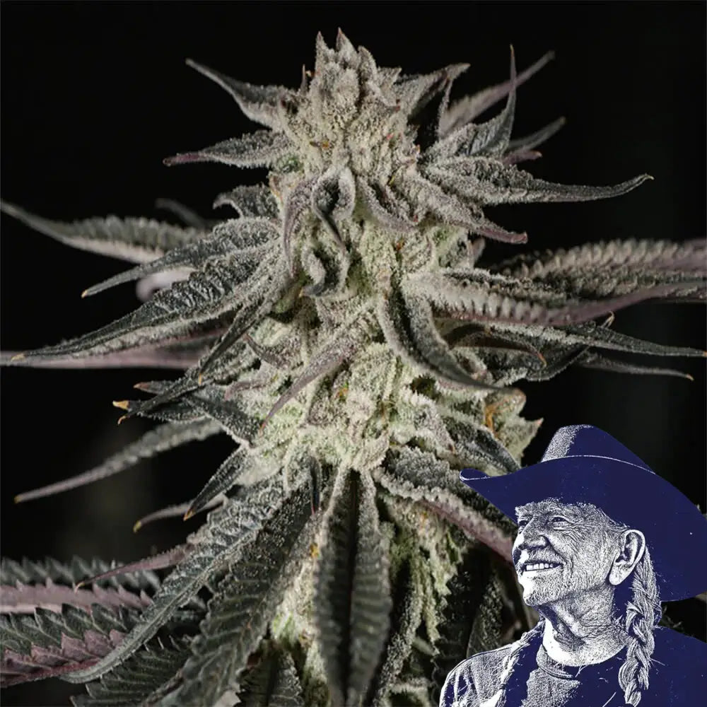 Purple Kush