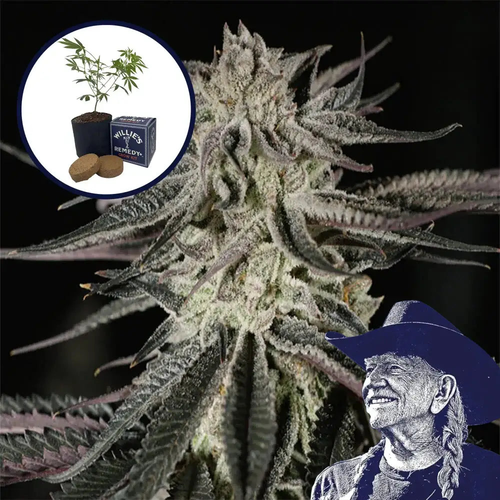 Purple Kush Grow Kit