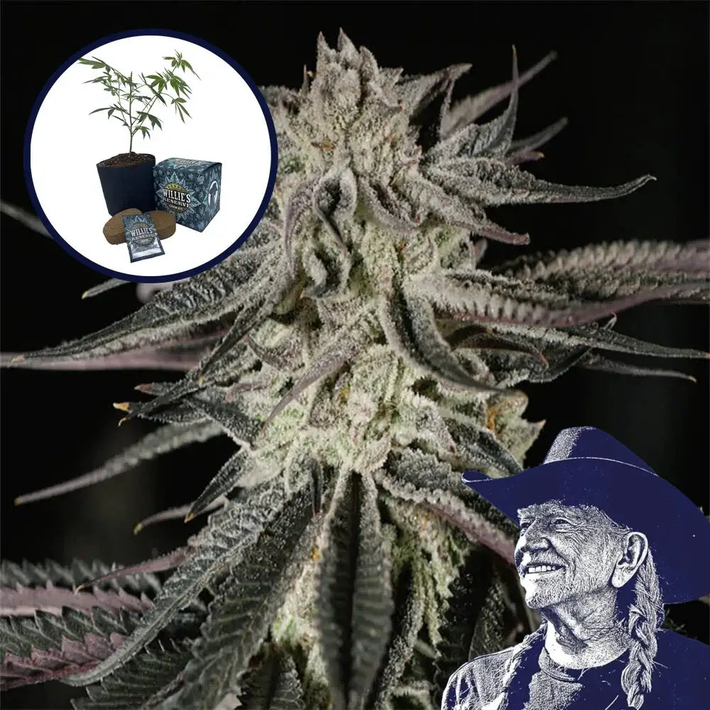Purple Kush High Yield Grow Kit
