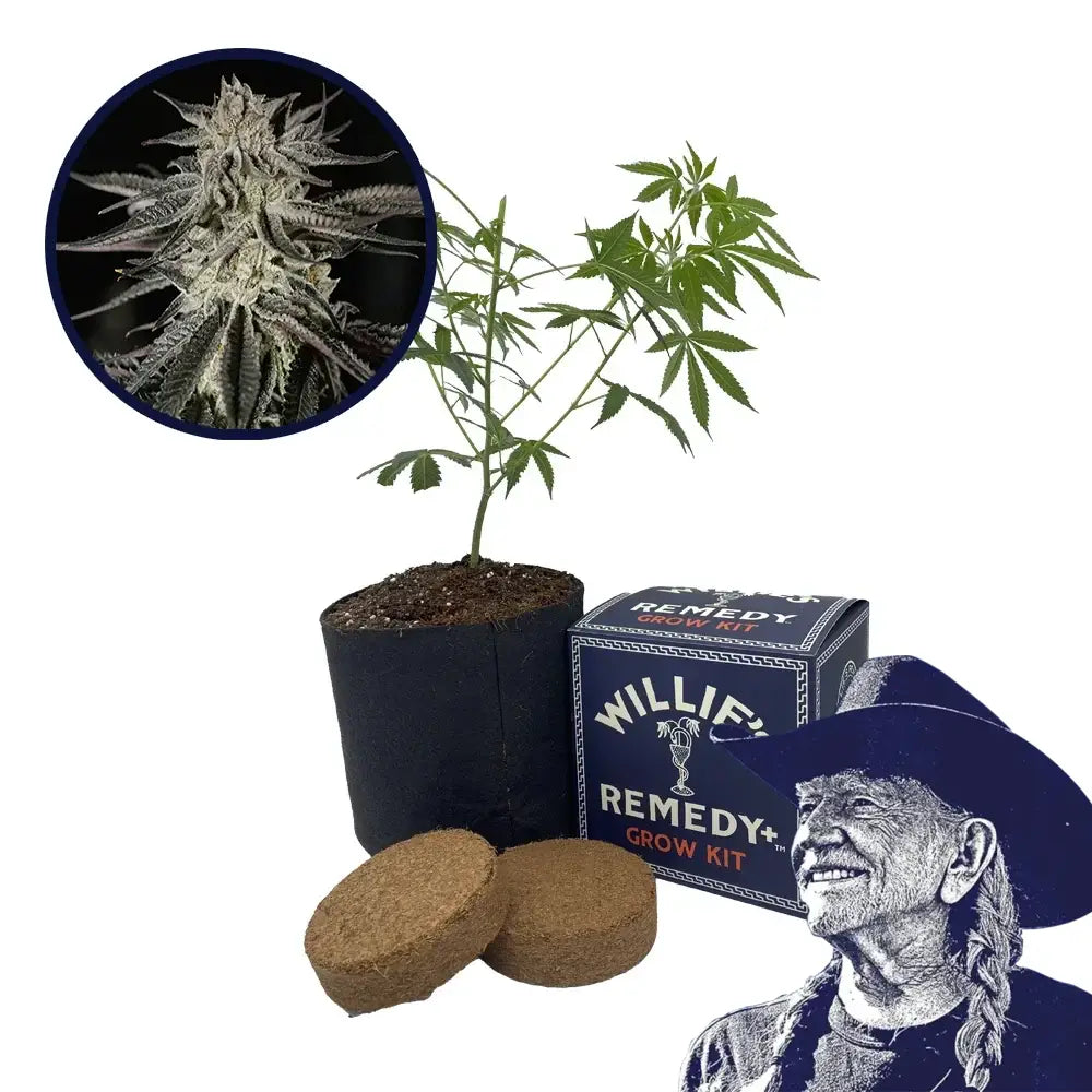 Purple Kush Strain Grow Kit
