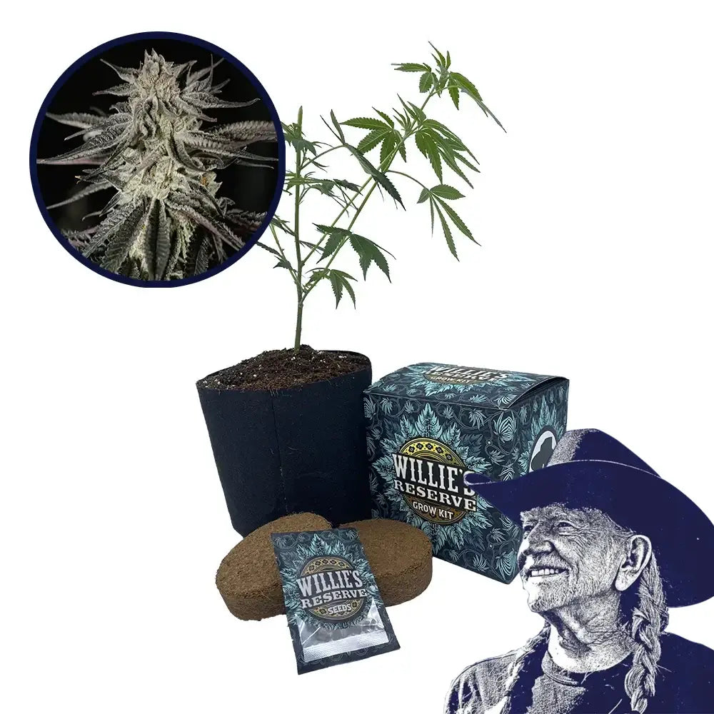 Purple Kush Strain High Yield Grow Kit