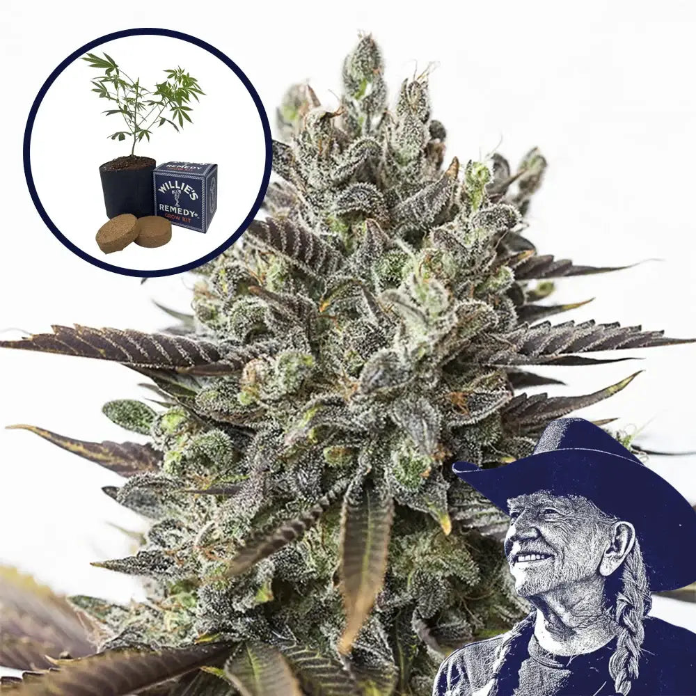 Purple Orange CBD Grow Kit