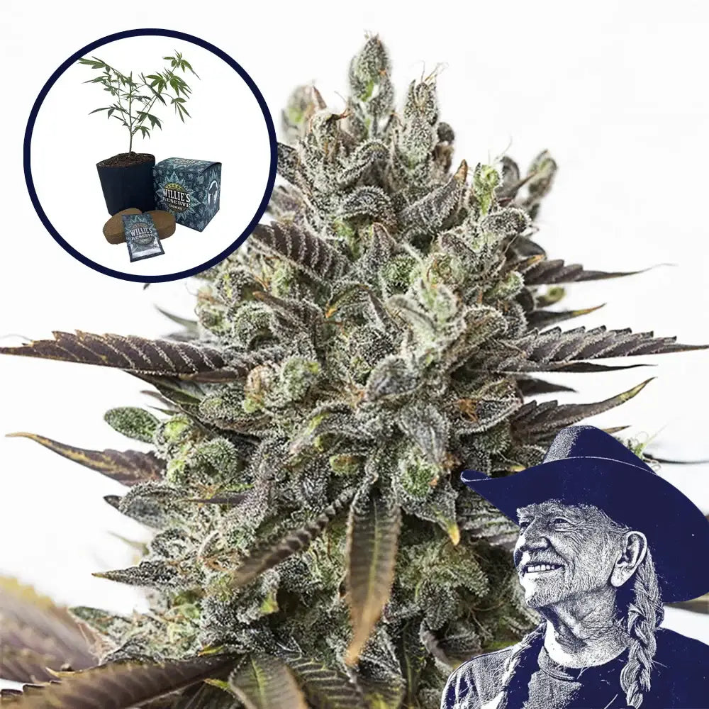 Purple Orange CBD High Yield Grow Kit
