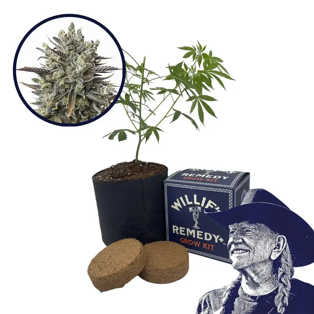 Purple Orange CBD Strain Grow Kit