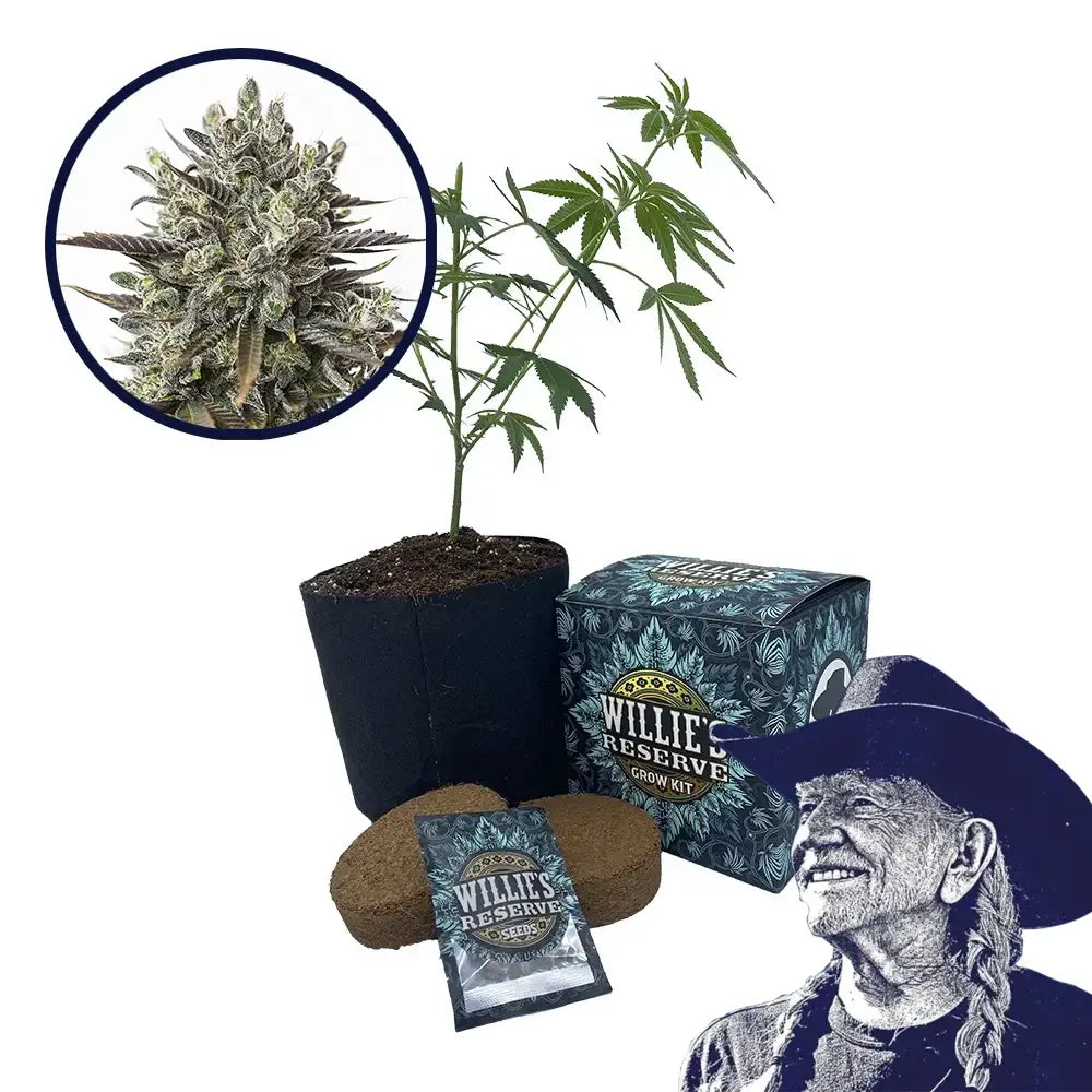 Purple Orange CBD Strain High Yield Grow Kit