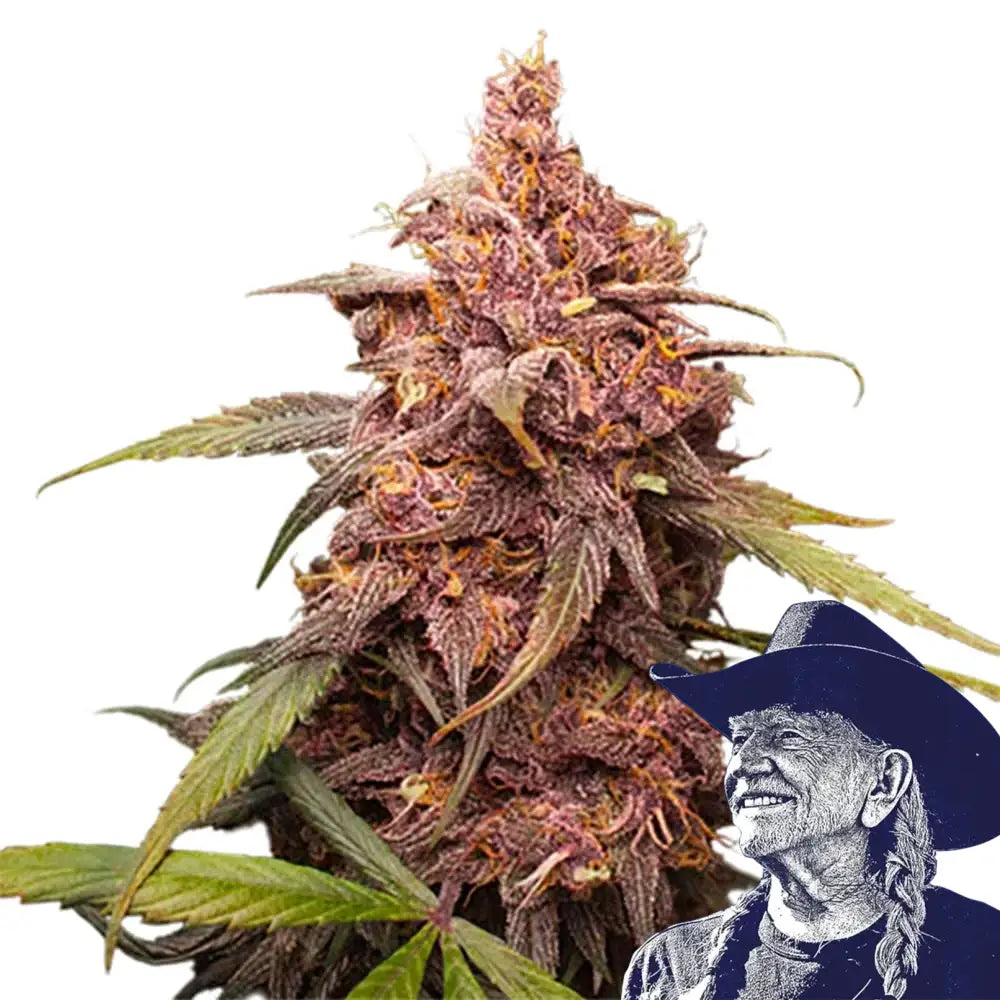Purple Punch